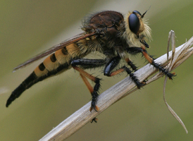Promachus rufipes Promachus rufipes